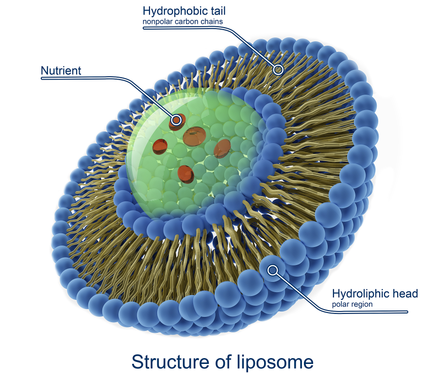 Structure of Liposome