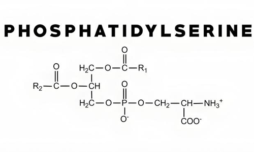 Phosphatidyl Serine
