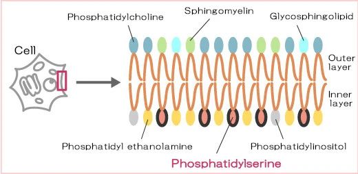 Phosphatidyl Serine
