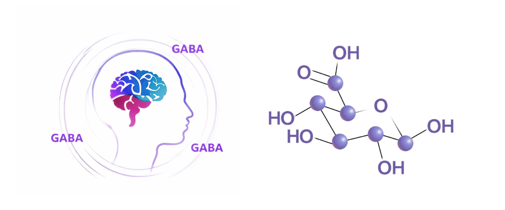 γ-Amino_Butyric_Acid_(GABA)-1-3.jpg