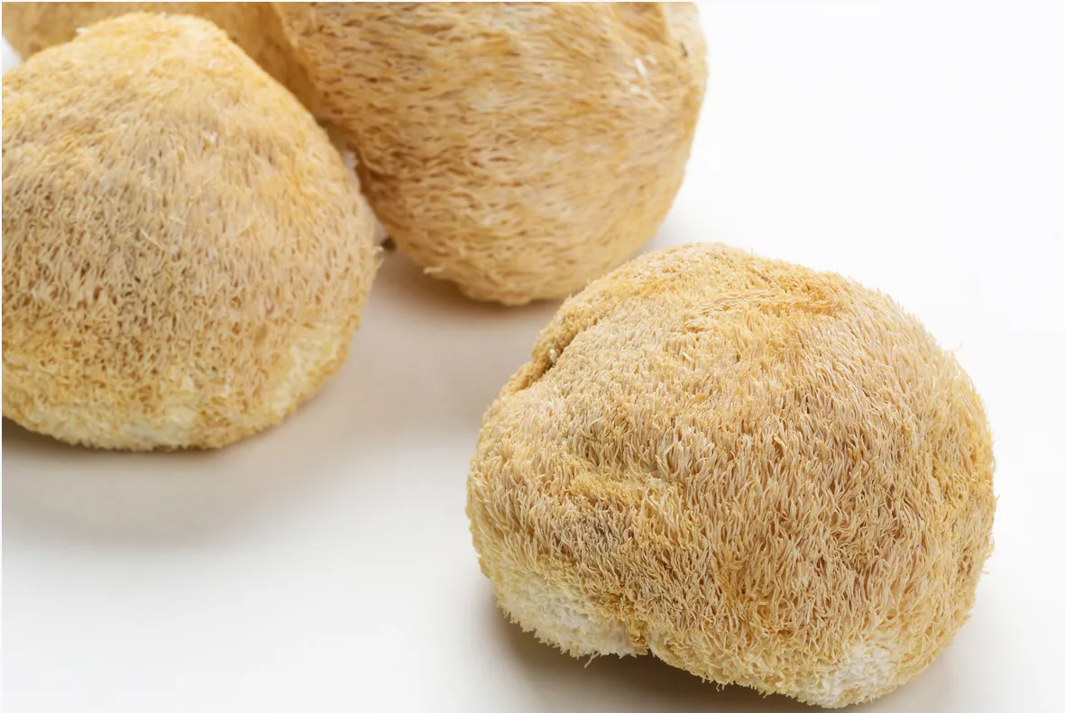 lion's mane 1