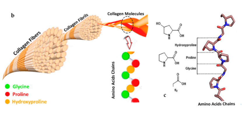 Marine_collagen.jpg
