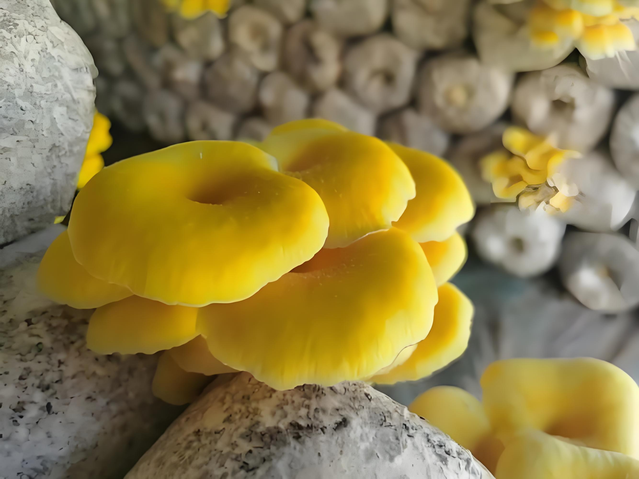 Ergothioneine_.jpg