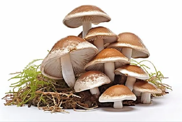 OEM Nutraceutical Premix Powder Solutions Cover Range of Health Sectors