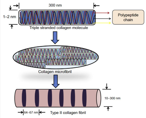 ii collagen ii collagen