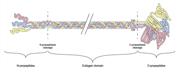 iii collagen iii collagen