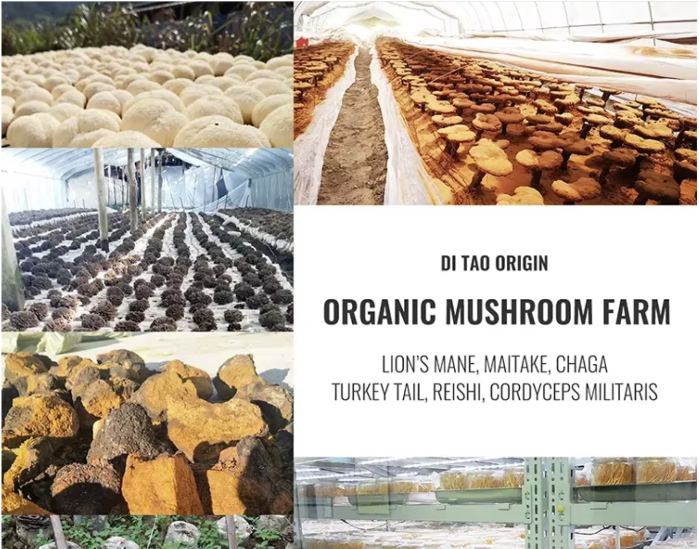 organic_mushroom_planting.png