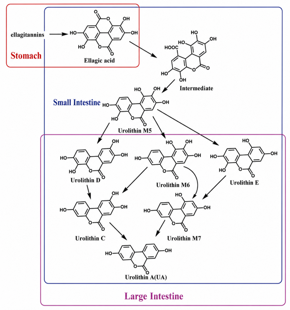 Anti-Aging_Mechanism.png Anti-Aging_Mechanism.png