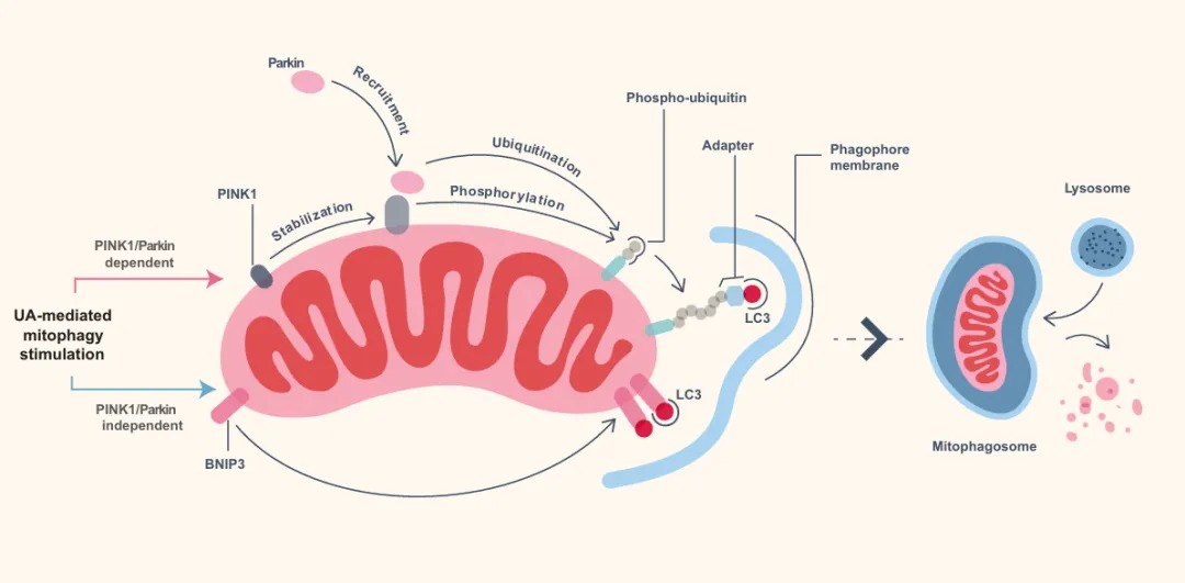 discovery-and-natural-origin-of-urolithin-a-01.png discovery-and-natural-origin-of-urolithin-a-01.png