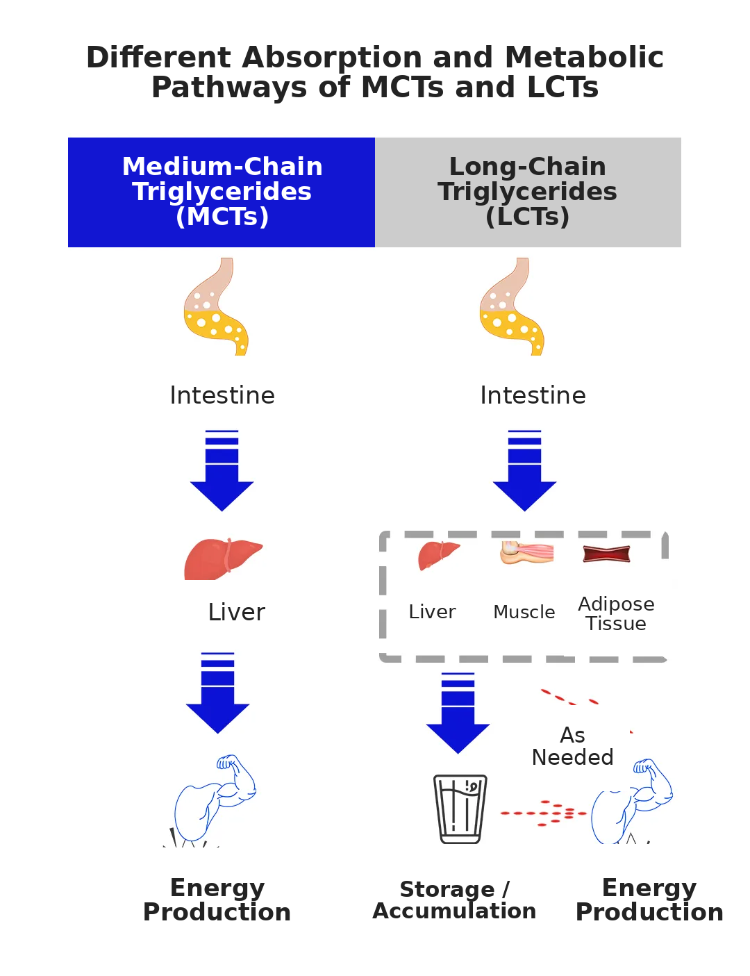 different-absorption-and-metabolic-pathways-of-mcts-and-lcts.png different-absorption-and-metabolic-pathways-of-mcts-and-lcts.png