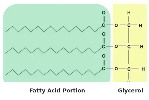medium-chain-triglycerides.png medium-chain-triglycerides.png