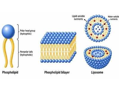 Liposomal Delivery in Functional Nutrition