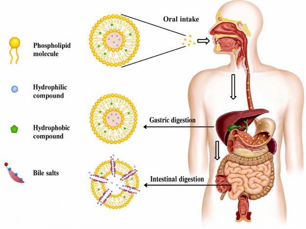 liposomal-delivery-in-functional-nutrition-5.jpg