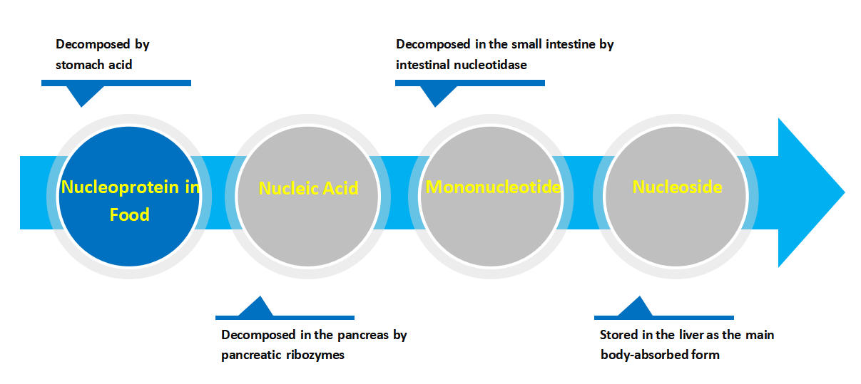 Absorption_of_Nucleic_Acids_in_the_Body.jpg