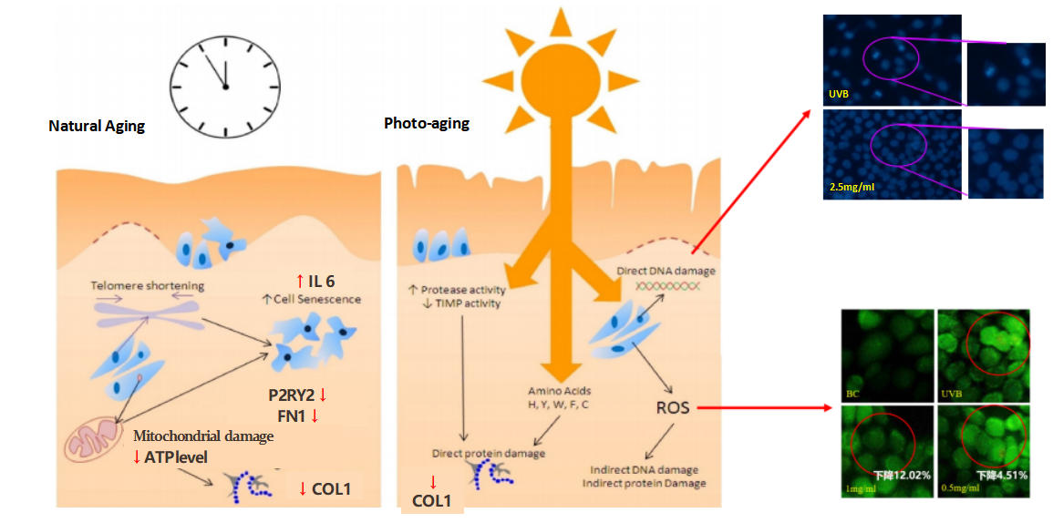 Efficacy_Mechanism_of_DNA-Na.jpg