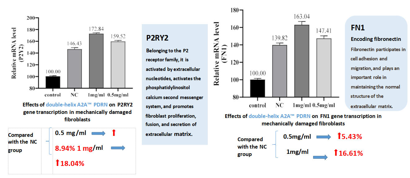 Promote_fibroblast_proliferation.jpg