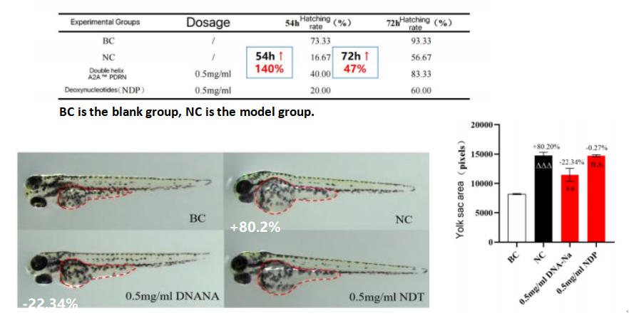 Reducing_exogenous_oxidative_stress_damage_Zebra_fish_experiment.jpg