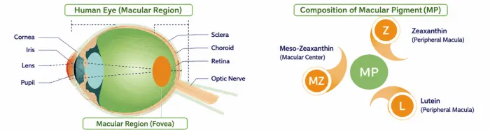 lutein-microencapsulation02.png lutein-microencapsulation02.png