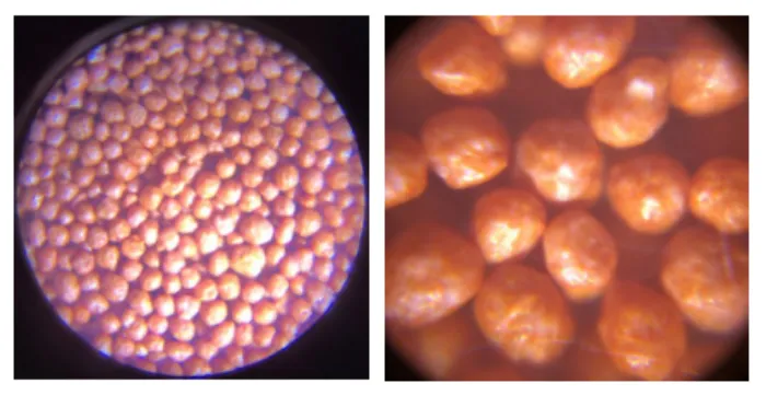 lutein-microencapsulation04.png lutein-microencapsulation04.png
