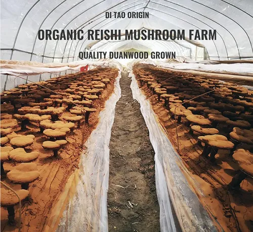organic-mushroom-reishi-farm.png organic-mushroom-reishi-farm.png