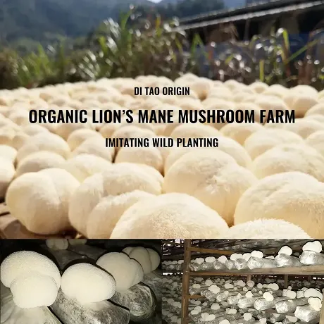 lions-mane-mushroom-extract-material.png lions-mane-mushroom-extract-material.png