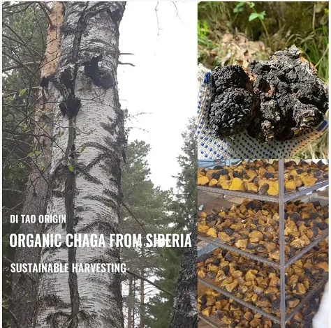 organic-chaga-mushroom-powder-material.png