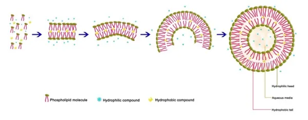 liposomal-nmn-liposome-technology1.jpg liposomal-nmn-liposome-technology1.jpg