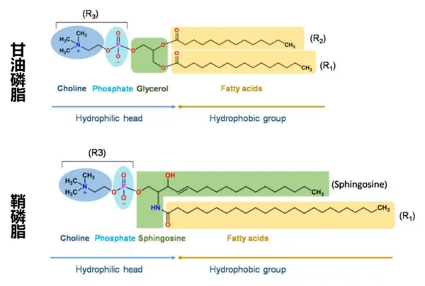 liposomal-nmn-liposome-technology2.jpg liposomal-nmn-liposome-technology2.jpg