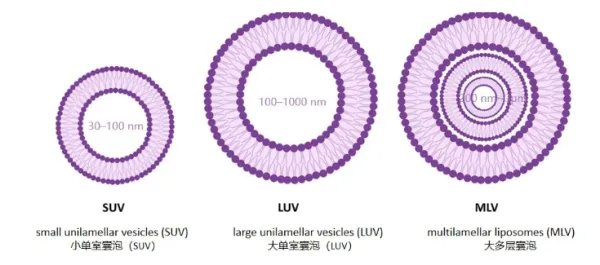liposomal-nmn-liposome-technology3.jpg liposomal-nmn-liposome-technology3.jpg