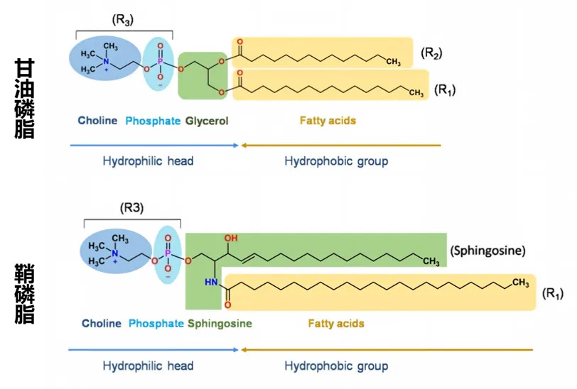 glycerophospholipids -and -sphingophospholipids.png glycerophospholipids -and -sphingophospholipids.png