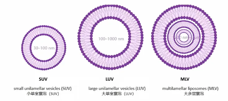 small-unilamellar-large-unilamellar-and-multilamellar-vesicles..png small-unilamellar-large-unilamellar-and-multilamellar-vesicles..png