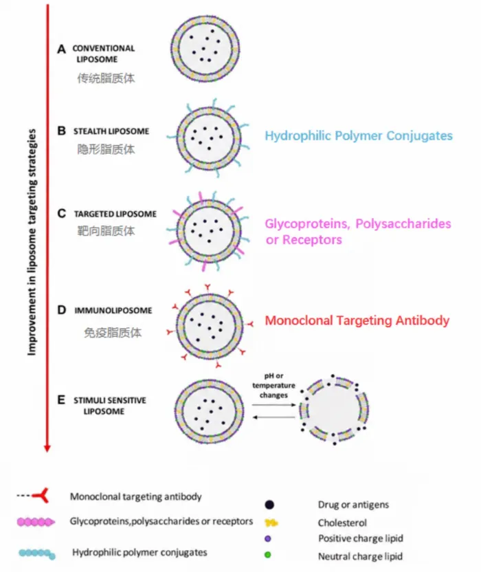 liposomal-glutathione-bioavailability-research-formulation-guide-2.webp