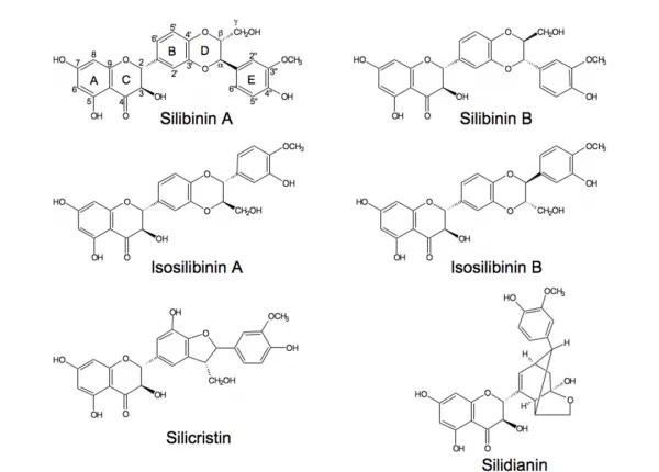 liposomal-milk-thistle-extract-benefits-absorption-and-formulation-advantages-2.png