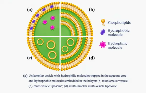 Liposomal Technology: A Cross-Industry Revolution Reshaping Nutritional Delivery