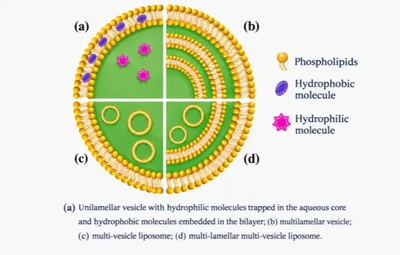 Liposomal Technology: A Cross-Industry Revolution Reshaping Nutritional Delivery